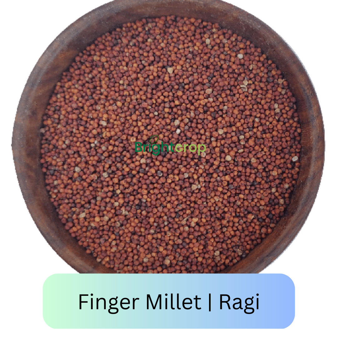 Ragi (Finger Millet)
