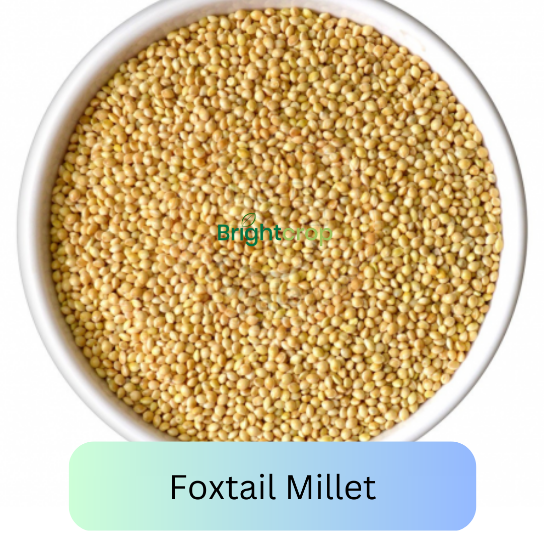 Foxtail Millet Java 6 Amazing Benefits and Recipes of Foxtail Millets – Brightcrop Agro
