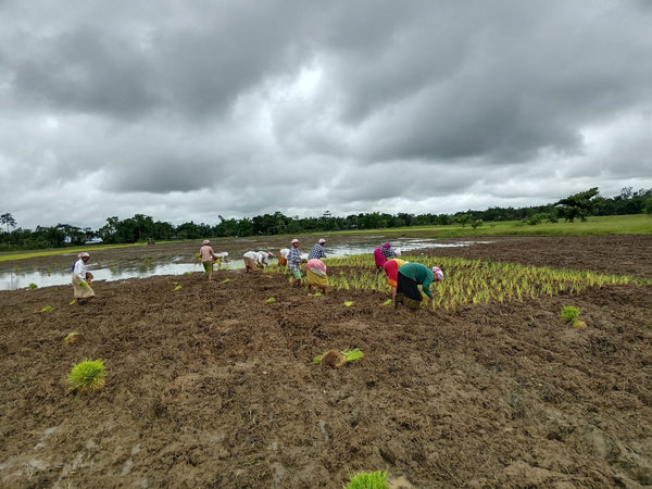 Farm demonstration