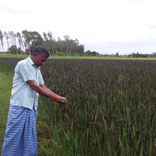 Kalanamak Rice (30KG Bag)