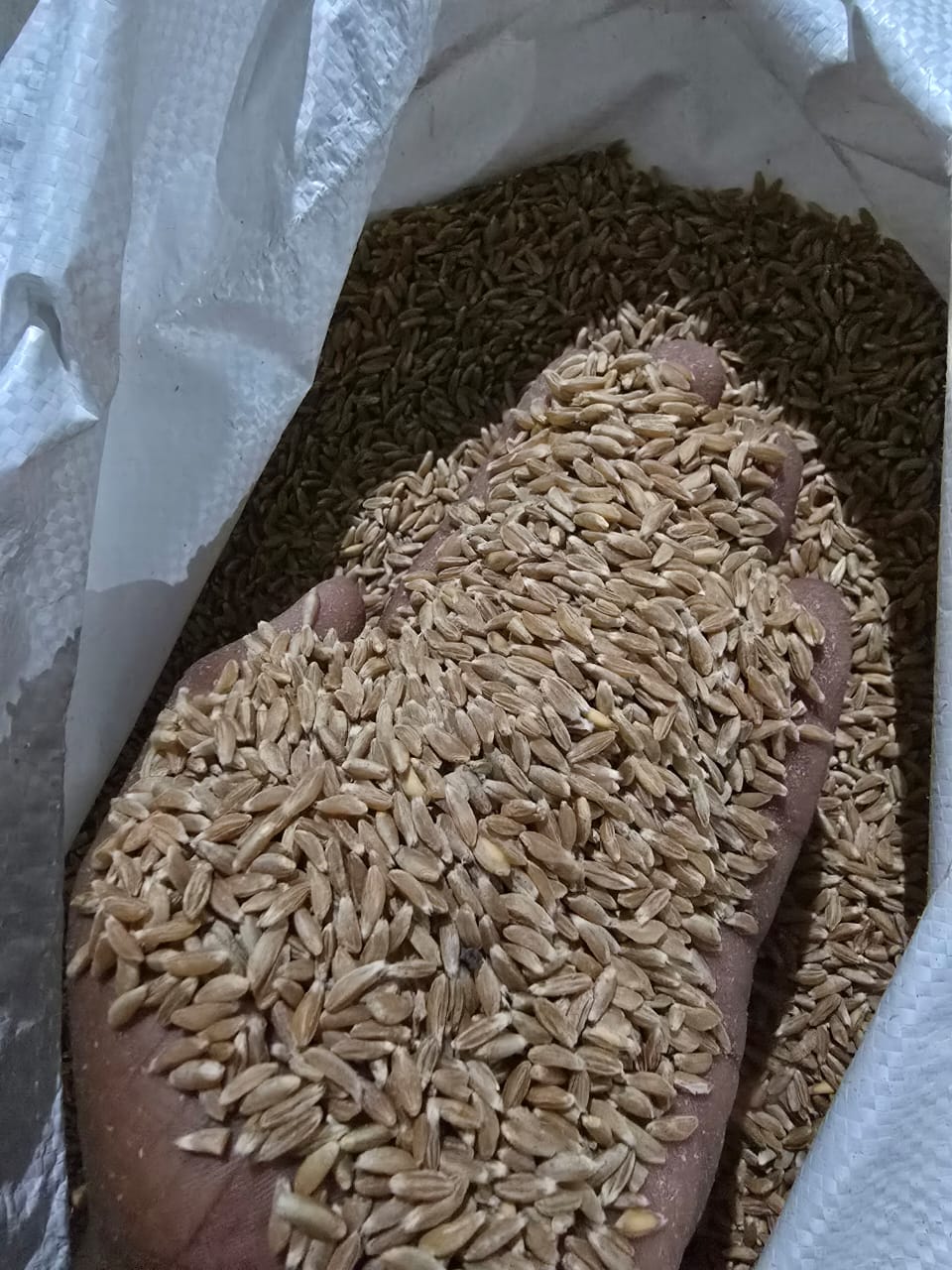 Emmer Wheat, Khapli ghehu (25KG Bag)