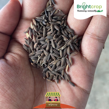 Kalanamak Rice, Siddharthnagar origin